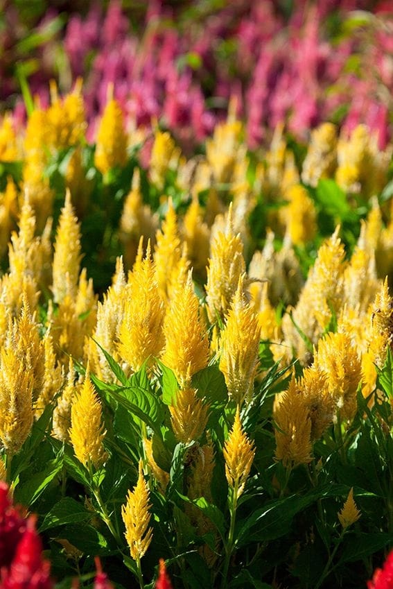 Cuidados de la celosia