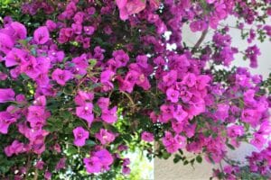 Cuidar buganvilla: guía completa