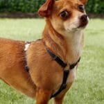 PETRAL NARANJ 20 MM CUELLO 37-61 - Imagen 4