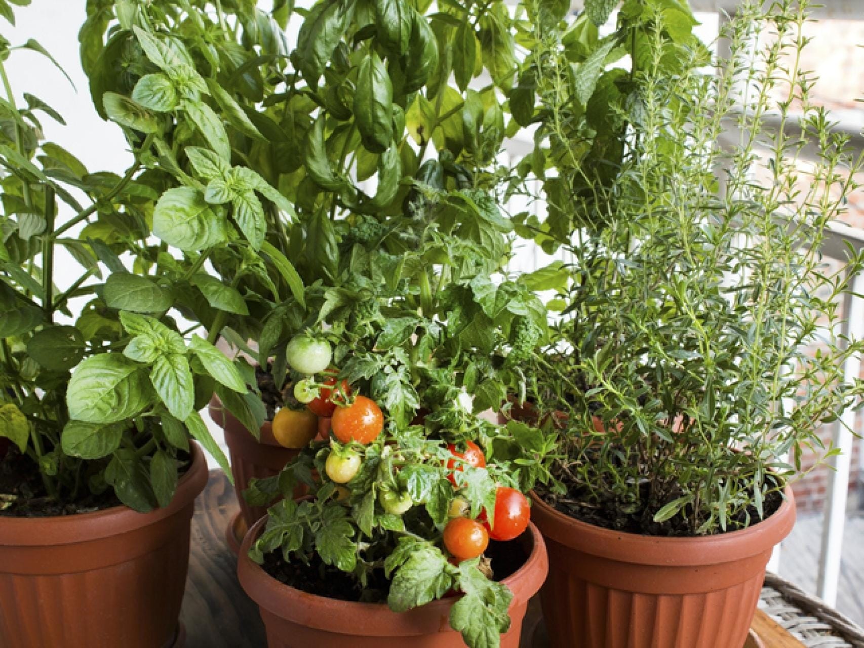 Guía completa del tomate