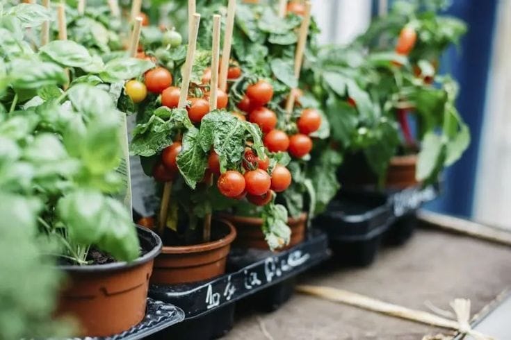 Guía completa del tomate
