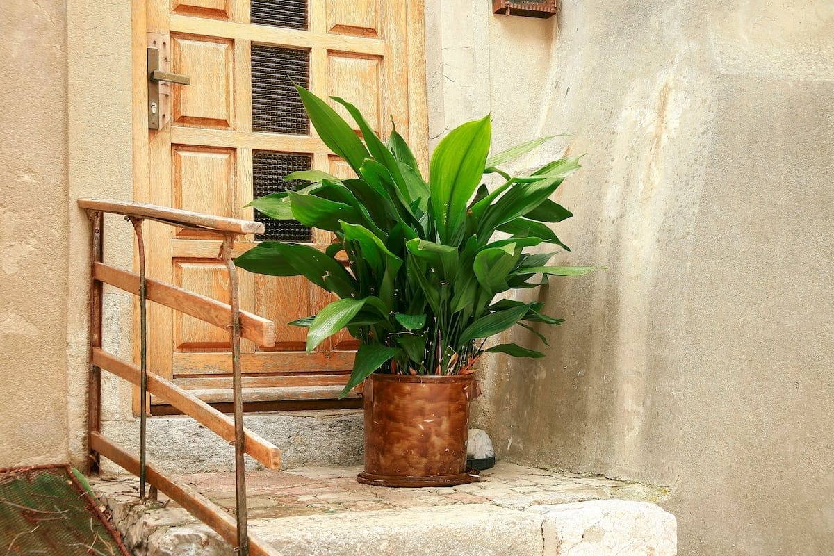 aspidistra o pilistra