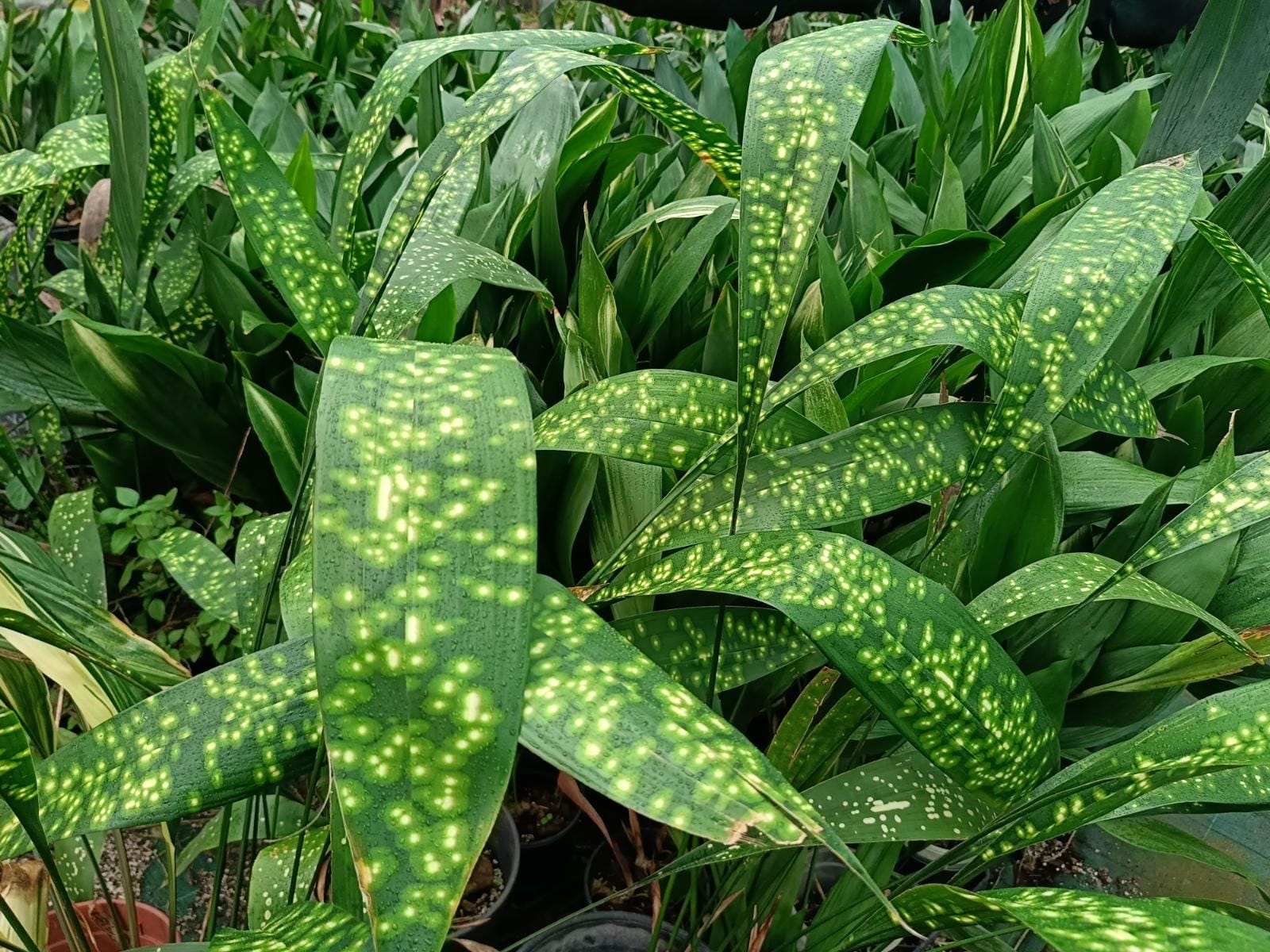 aspidistra o pilistra