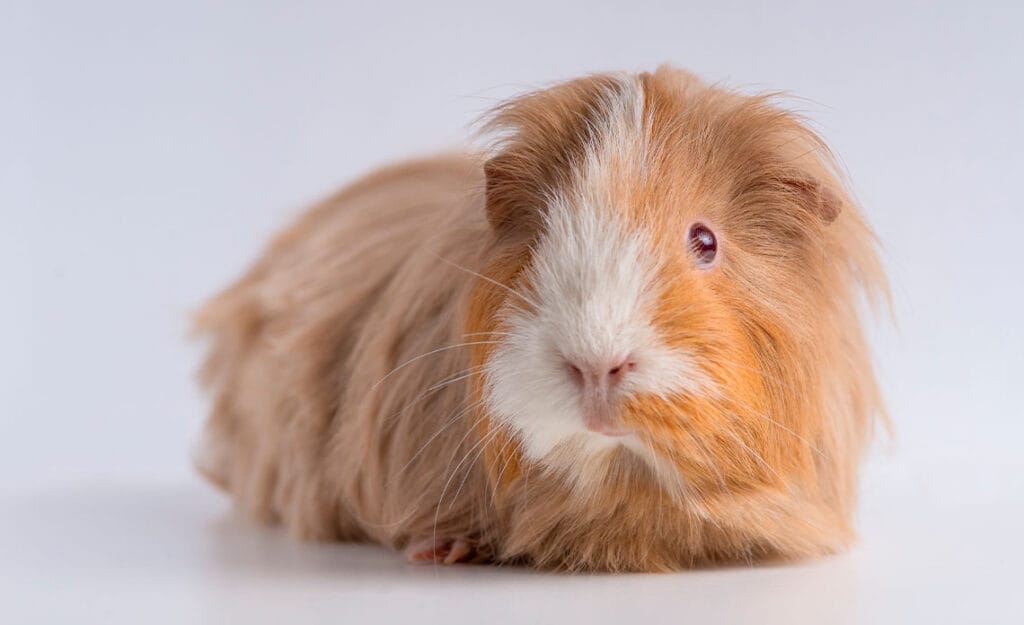 blog hamster