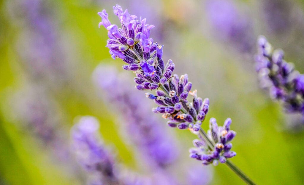 blog lavanda