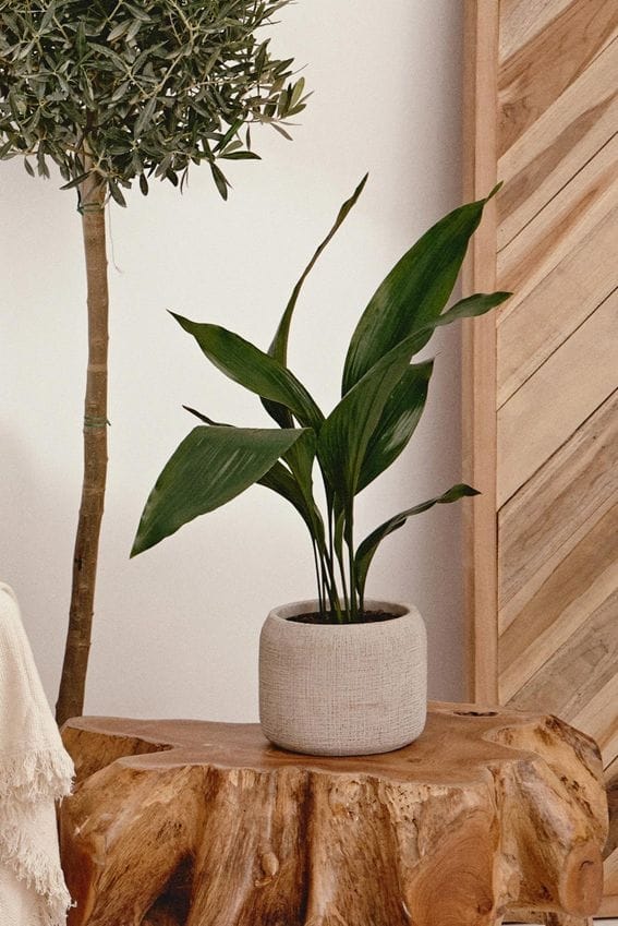 cf7012e9b1cd aspidistra orejas d