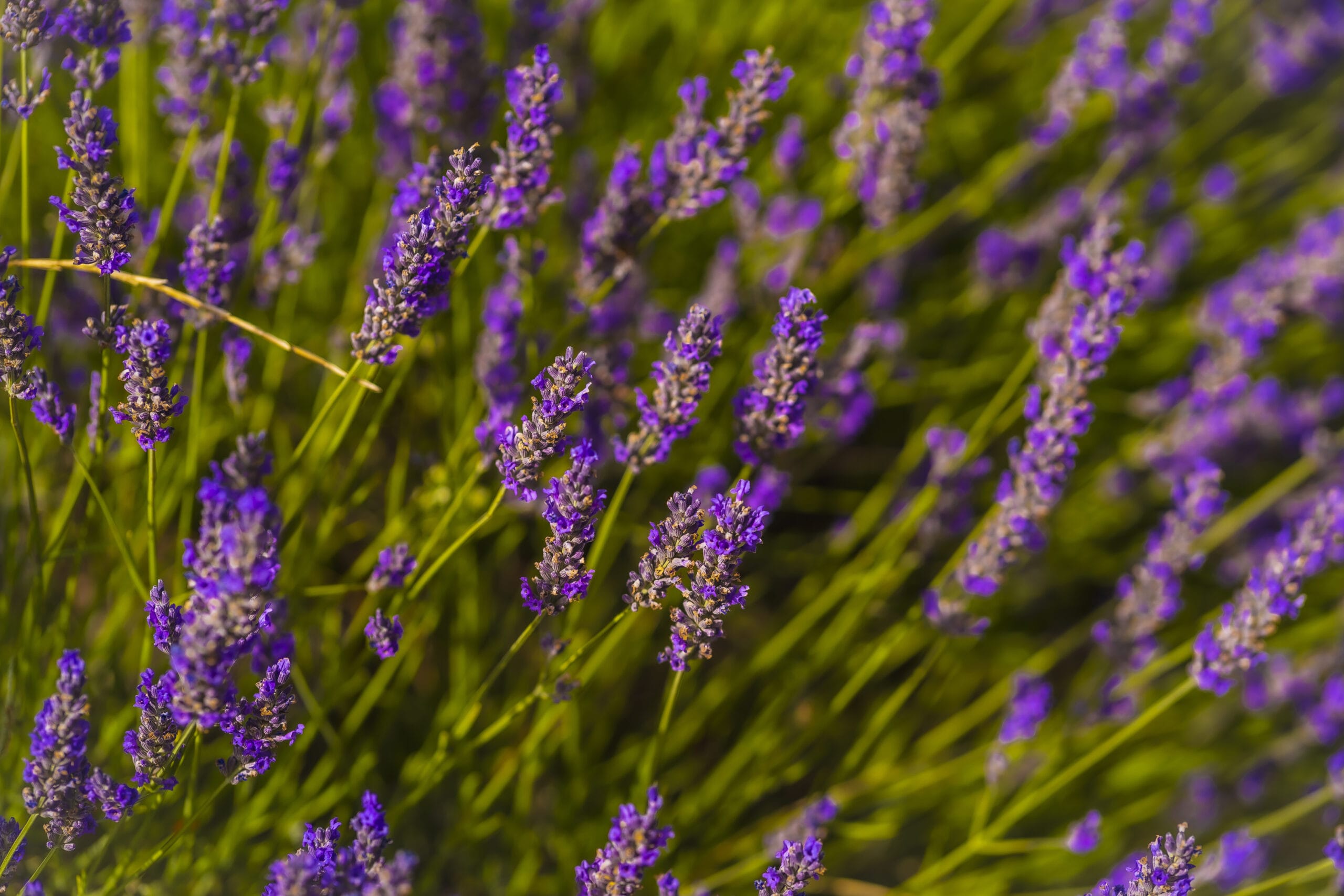 Cuidados de la lavanda en casa