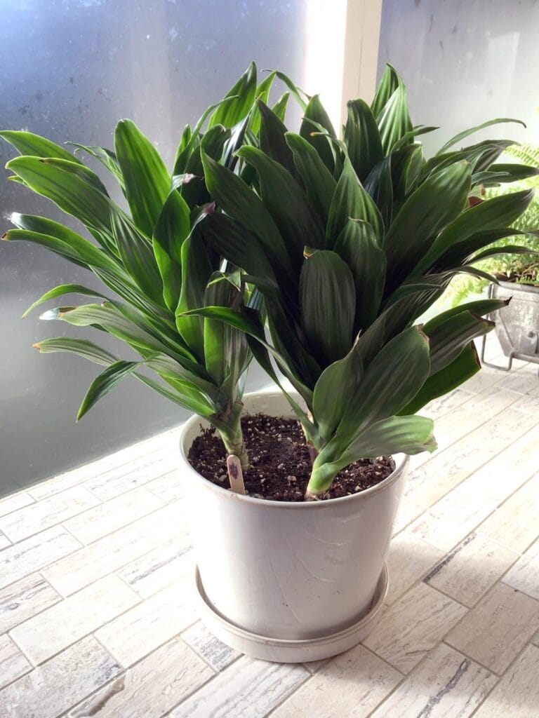 aspidistra o pilistra