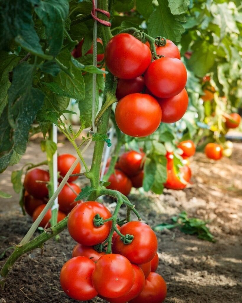 Guía completa del tomate