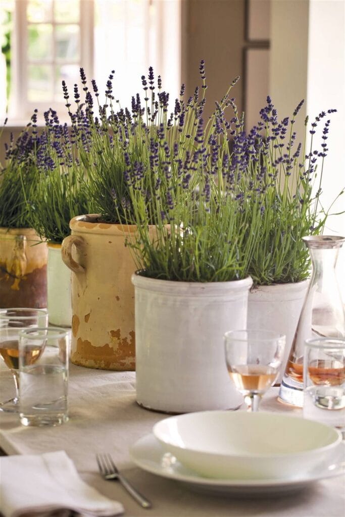 Cuidados de la lavanda en casa