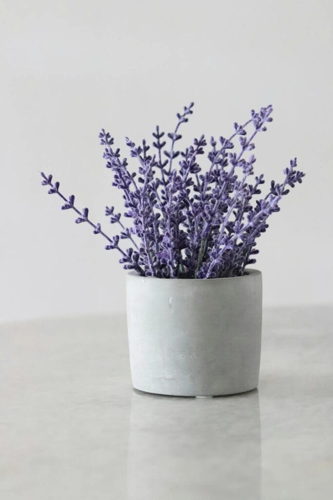 maceta de lavanda 4c5eba79 25101