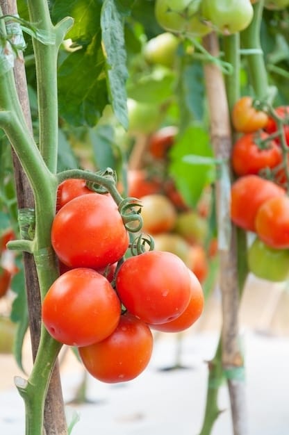 tomates cherry frescos jardin en