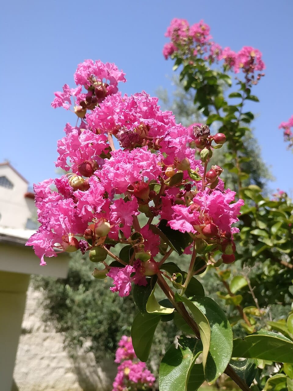 Cuidados del árbol de Júpiter