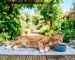 refrescar gato verano