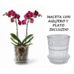 MACETA VIDRIO C/ PLATO VID