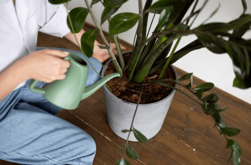 regar plantas en vacaciones