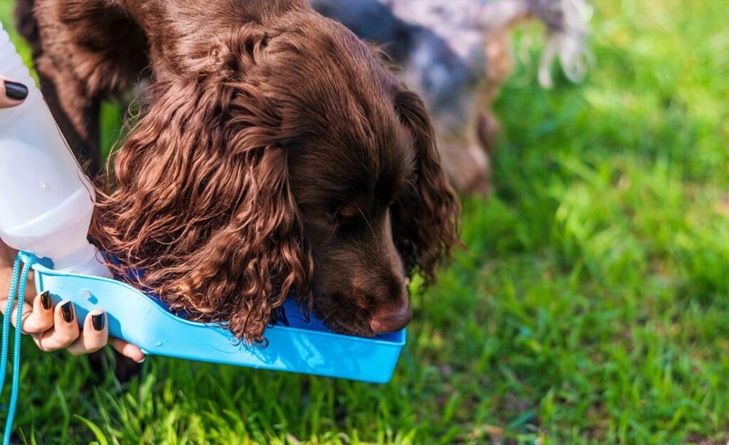 refrescar perro verano