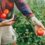 Variedades de Tomates que puedes plantar en tu huerto