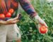 Variedades de Tomates que puedes plantar en tu huerto