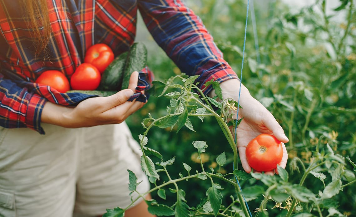 Variedades de Tomates que puedes plantar en tu huerto