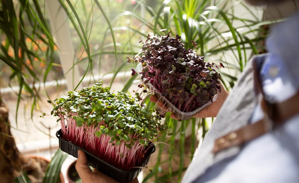 blog 10 plantas aromaticas de exterior