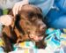 Cómo prevenir pulgas y garrapatas en perros y gatos: Métodos eficaces y guía de protección