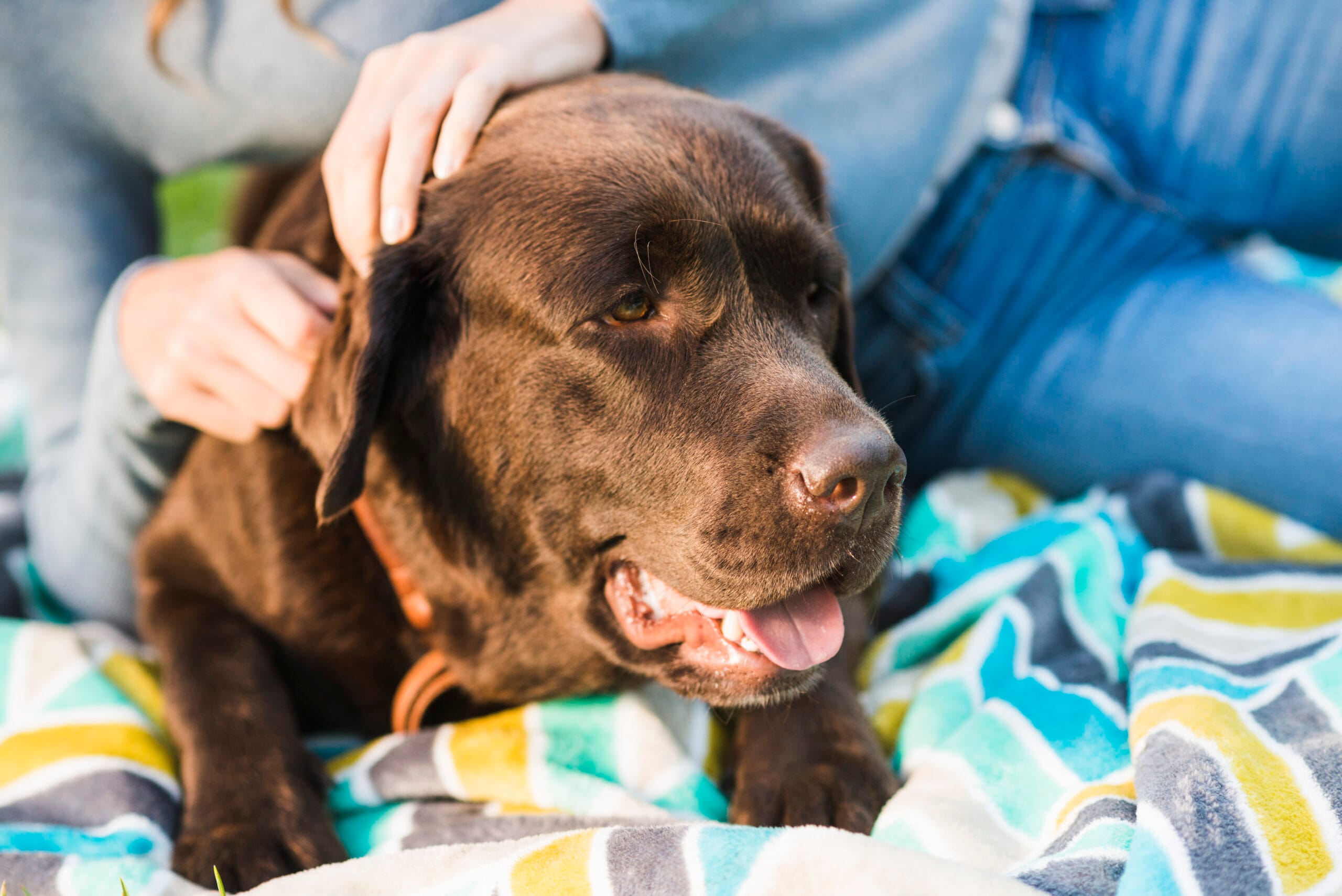 Cómo prevenir pulgas y garrapatas en perros y gatos: Métodos eficaces y guía de protección