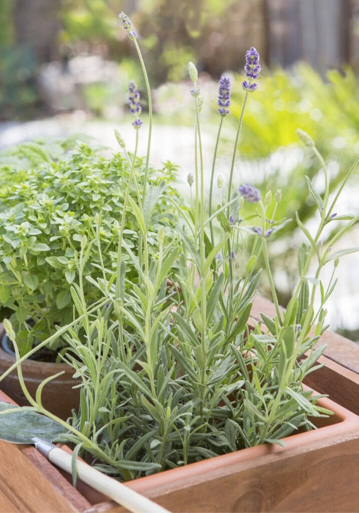 lavanda 00000000 67efed8b 230415