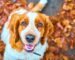 Cómo afecta el otoño a perros y gatos: Cuidados esenciales y guía de salud estacional
