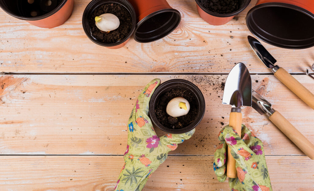 Bulbos para plantar en otoño: Guía de selección, siembra y cuidados para un jardín espectacular