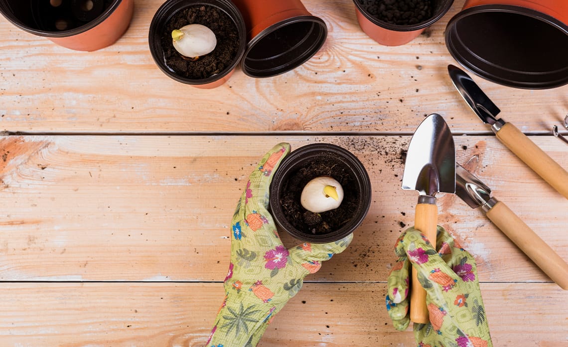 Bulbos para plantar en otoño: Guía de selección, siembra y cuidados para un jardín espectacular