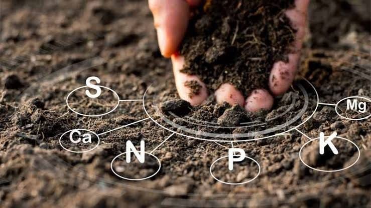 pH del suelo: Qué es, cómo se mide y cómo corregirlo para un jardín y huerto perfectos