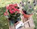 10 plantas de exterior en maceta para terrazas y patios: Guía de cultivo y selección de especies