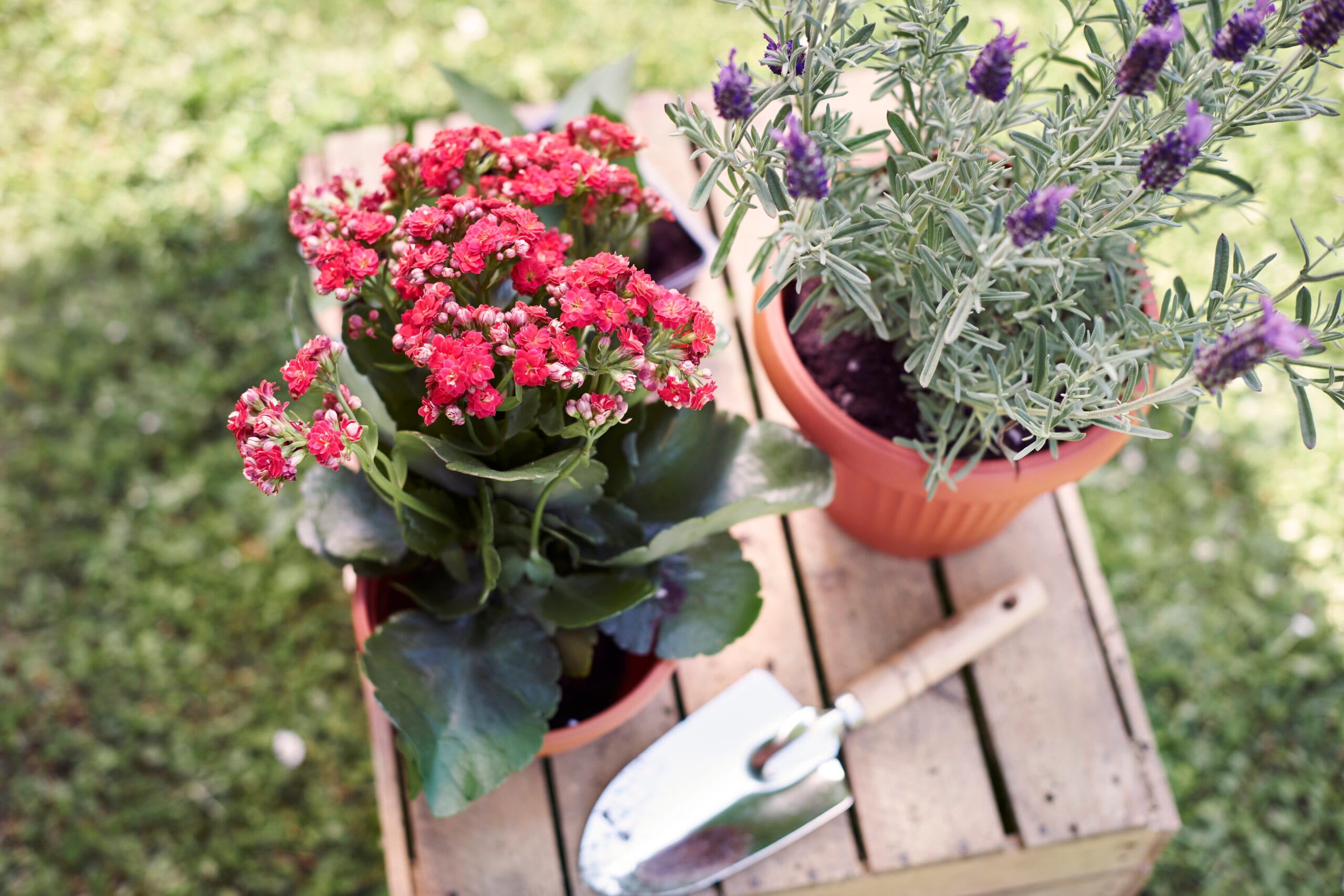 10 plantas de exterior en maceta para terrazas y patios: Guía de cultivo y selección de especies