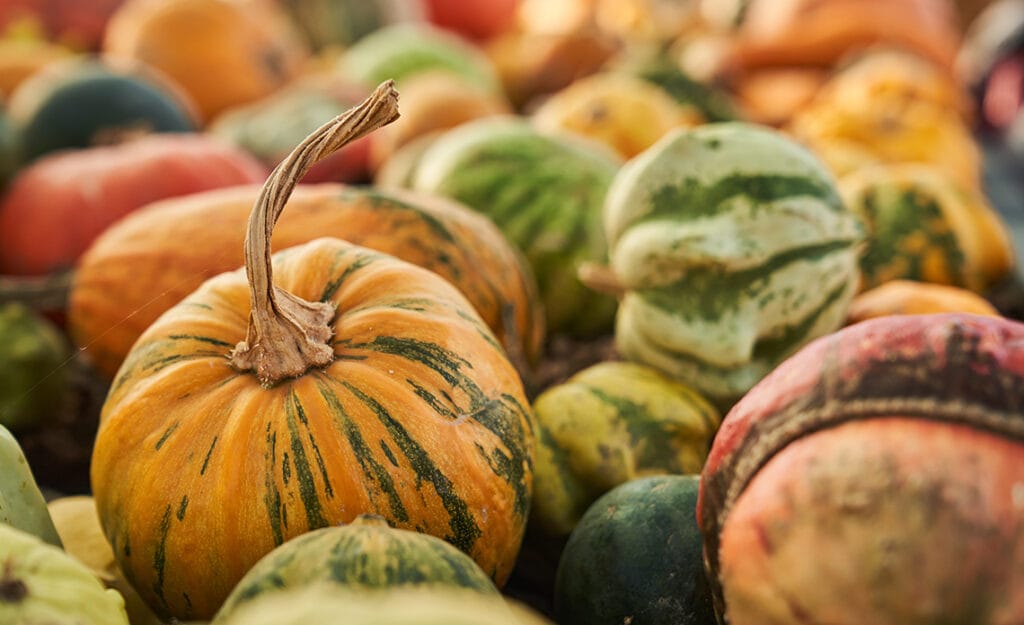 Tipos de calabazas para Halloween: Guía completa de variedades, elección y vaciado
