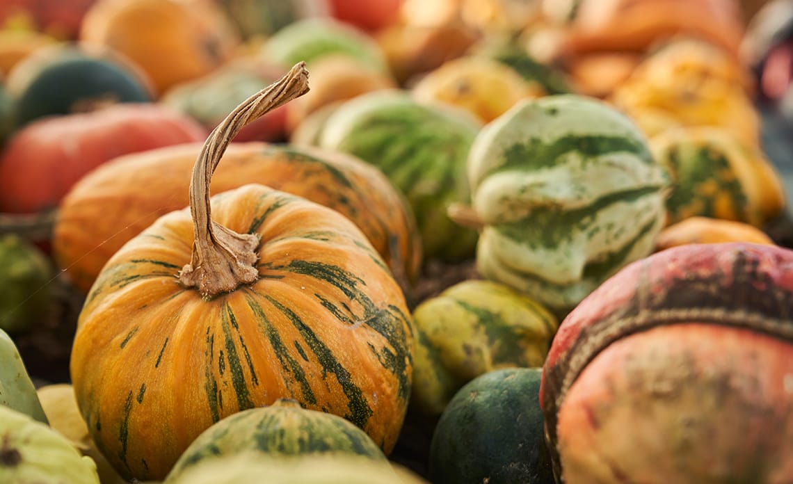 Tipos de calabazas para Halloween: Guía completa de variedades, elección y vaciado