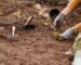 Tareas del huerto en otoño: Guía de preparación, cultivos y mantenimiento de temporada