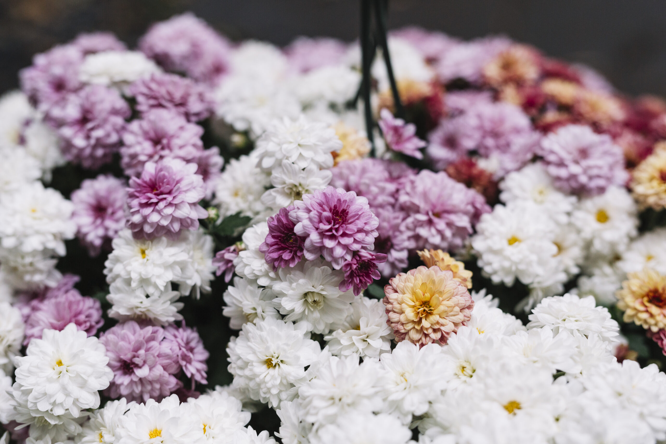 fresh different aster flowers bloom scaled