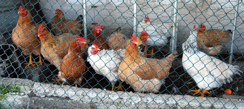 20200508_evitar-obesidad-tambien-gallinas01