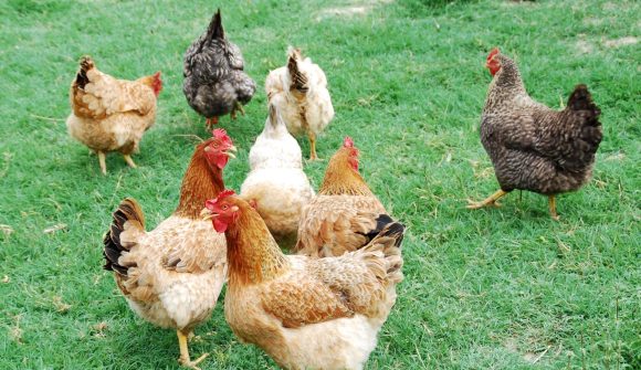 20200508_evitar-obesidad-tambien-gallinas02