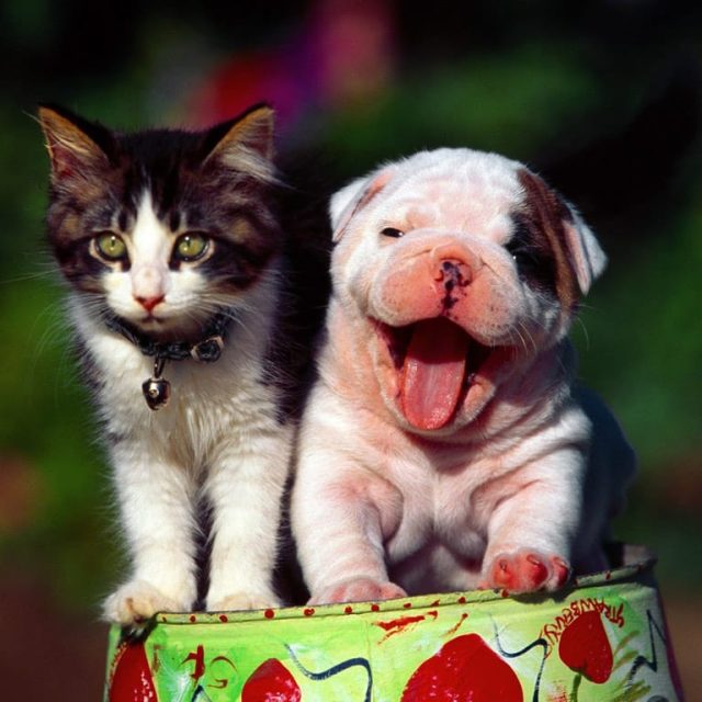 20201111_comen-mismo_pienso_perros_gatos_04 Foto: Nguyen Hoangnam (Flickr)