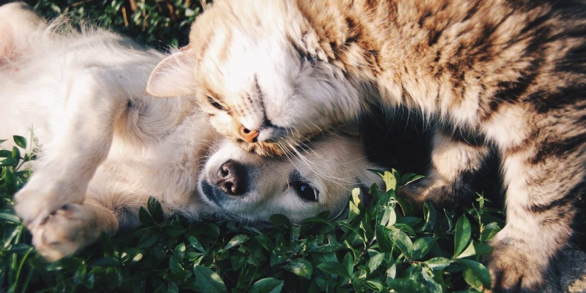 20201111_comen-mismo_pienso_perros_gatos_06 20201111_comen-mismo_pienso_perros_gatos_06