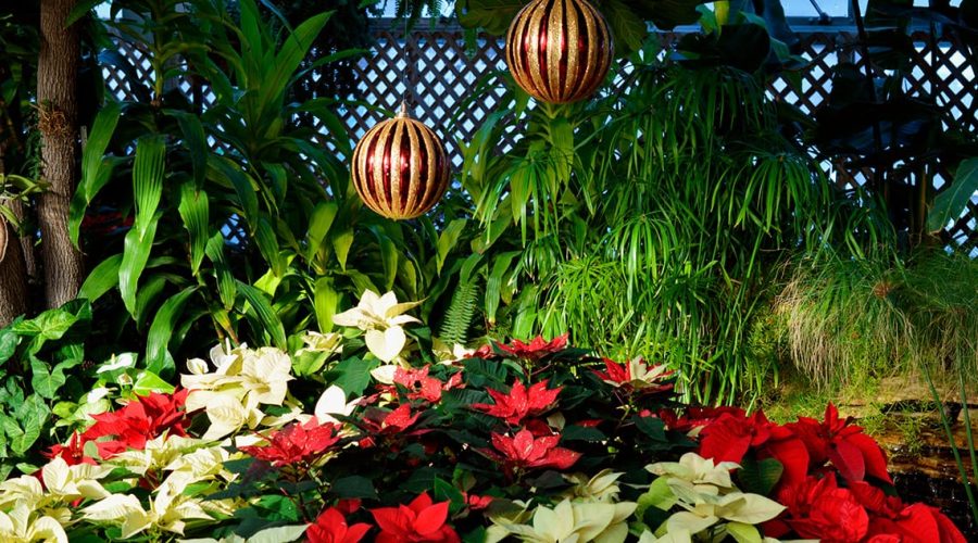 Llega la Navidad con su entrañable Flor de Pascua