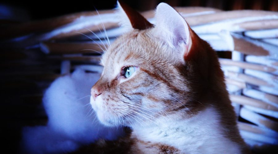 20201231_propositos-ano-nuevo-huerta-jardin-mascotas_2