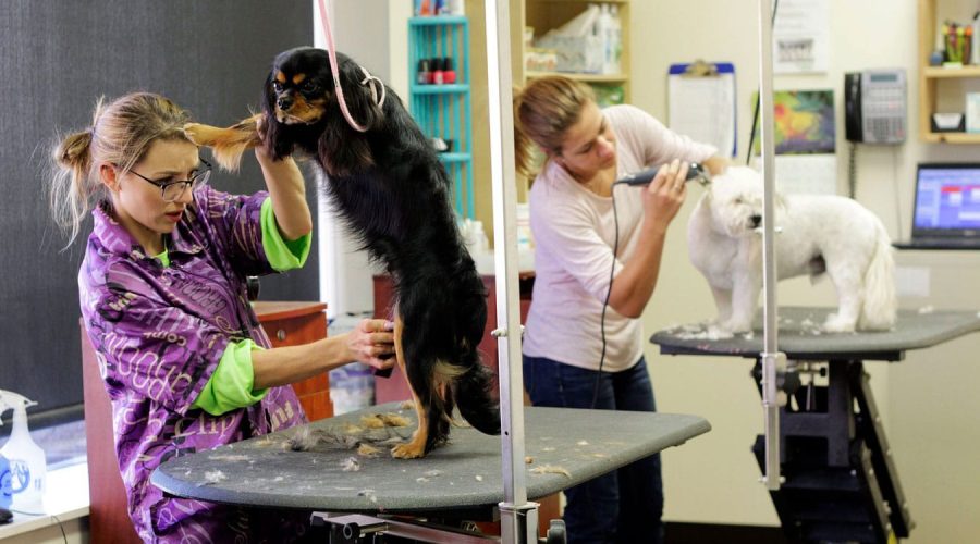 20201231_propositos-ano-nuevo-huerta-jardin-mascotas_8