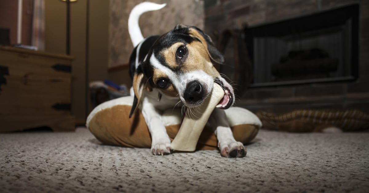 20210515_juego_parte_salud_dental_perro_04