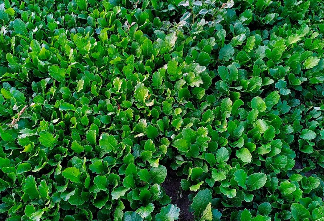 El momento perfecto para sembrar grelos