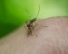blog-mosquitos