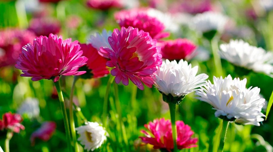 ricardo_teran_crisantemos_02